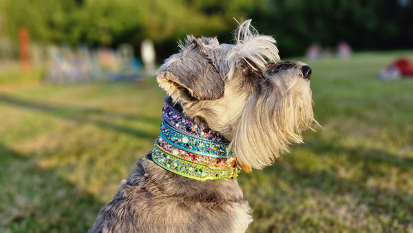 DIY Rhinestone Pet Couture