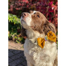 Velvet Dog Collar with Zodiac Crystal - Mustard Yellow